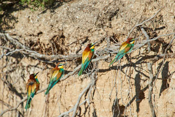 Oiseaux<br>NIKON D4, 850 mm, 560 ISO,  1/2000 sec,  f : 7.1 