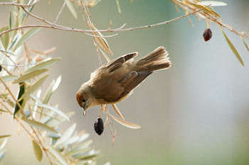 Oiseaux<br>NIKON D700, 700 mm, 2000 ISO,  1/1000 sec,  f : 6.3 