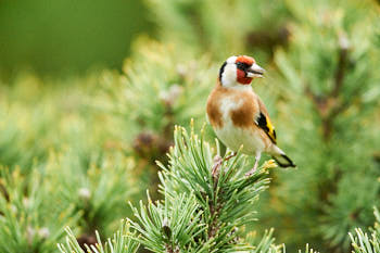 Oiseaux<br>NIKON D700, 700 mm, 5600 ISO,  1/1000 sec,  f : 6.3 