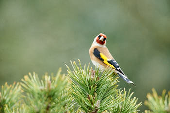 Oiseaux<br>NIKON D700, 700 mm, 4000 ISO,  1/1000 sec,  f : 6.3 