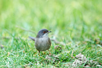 Oiseaux<br>NIKON D700, 500 mm, 4000 ISO,  1/1000 sec,  f : 5.6 