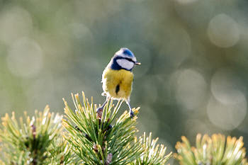 Oiseaux<br>NIKON D700, 700 mm, 1600 ISO,  1/1000 sec,  f : 8 