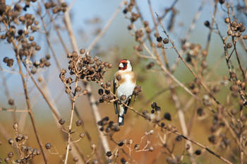 Oiseaux<br>NIKON D700, 500 mm, 720 ISO,  1/2000 sec,  f : 5.6 