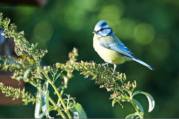 MÈsange bleu<br>NIKON D700, 700 mm, 1600 ISO,  1/1600 sec,  f : 6.3 