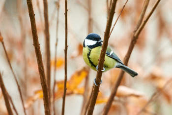 Oiseaux<br>NIKON D700, 500 mm, 5000 ISO,  1/200 sec,  f : 5.6 