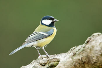 Oiseaux<br>NIKON D200, 700 mm, 500 ISO,  1/60 sec,  f : 5.6 