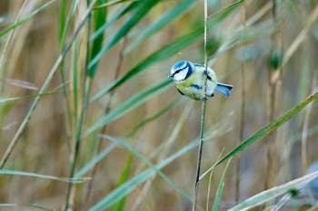 Oiseaux<br>NIKON D700, 420 mm, 5000 ISO,  1/800 sec,  f : 6.3 