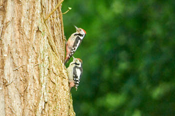 Oiseaux<br>NIKON D300S, 850 mm, 3200 ISO,  1/640 sec,  f : 6.7 