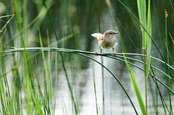 Oiseaux<br>NIKON D300S, 500 mm, 720 ISO,  1/1600 sec,  f : 5 