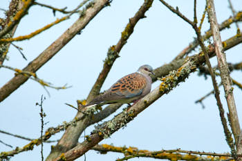 Oiseaux<br>NIKON D300S, 850 mm, 720 ISO,  1/2000 sec,  f : 8 