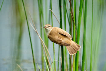 Oiseaux<br>NIKON D700, 850 mm, 2200 ISO,  1/2000 sec,  f : 6.7 