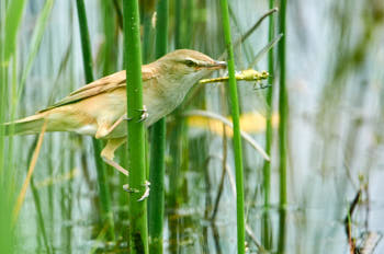 Oiseaux<br>NIKON D300S, 700 mm, 560 ISO,  1/1000 sec,  f : 6.3 