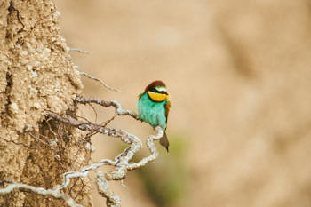 Oiseaux<br>NIKON D700, 700 mm, 2500 ISO,  1/640 sec,  f : 5.6 