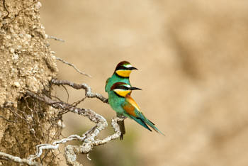 Oiseaux<br>NIKON D200, 500 mm, 400 ISO,  1/250 sec,  f : 5 