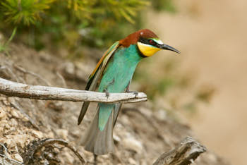 Oiseaux<br>NIKON D200, 700 mm, 400 ISO,  1/250 sec,  f : 6.3 