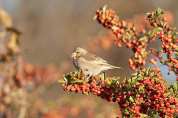 Oiseaux<br>NIKON D3200, 850 mm, 1600 ISO,  1/1600 sec,  f : 8 