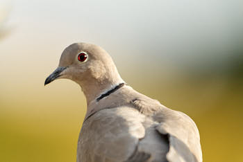 Oiseaux<br>NIKON D200, 500 mm, 400 ISO,  1/640 sec,  f : 4.5 