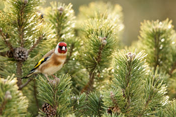 Oiseaux<br>NIKON D200, 500 mm, 400 ISO,  1/640 sec,  f : 4.5 