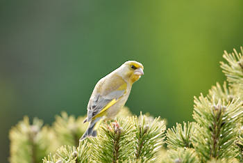 Oiseaux<br>NIKON D200, 500 mm, 400 ISO,  1/350 sec,  f : 4.5 