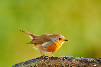 Rougegorge<br>NIKON D300S, 500 mm, 640 ISO,  1/640 sec,  f : 4.5 