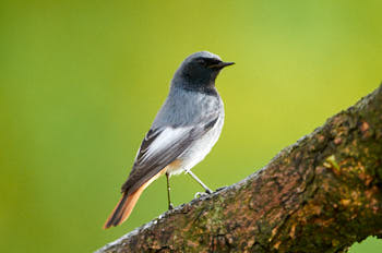 Rougequeue noir<br>NIKON D300S, 500 mm, 1250 ISO,  1/640 sec,  f : 4.5 