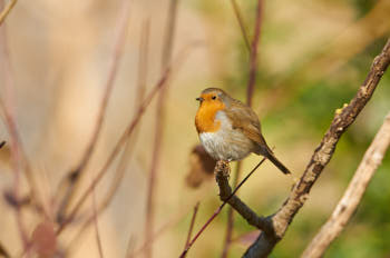 Oiseaux<br>NIKON D300S, 500 mm, 220 ISO,  1/500 sec,  f : 5 