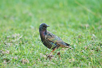 Oiseaux<br>NIKON D700, 500 mm, 1600 ISO,  1/200 sec,  f : 5 