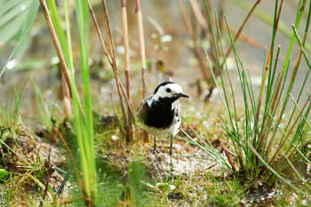 Oiseaux<br>NIKON D700, 850 mm, 1100 ISO,  1/1250 sec,  f : 6.7 