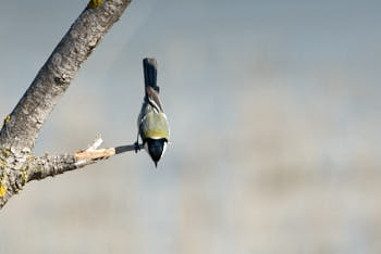 Oiseaux<br>NIKON D200, 500 mm, 320 ISO,  1/1000 sec,  f : 5.6 