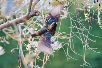 Oiseaux<br>NIKON D700, 420 mm, 3200 ISO,  1/400 sec,  f : 6.3 