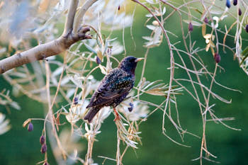 Oiseaux<br>NIKON D700, 420 mm, 3200 ISO,  1/400 sec,  f : 6.3 