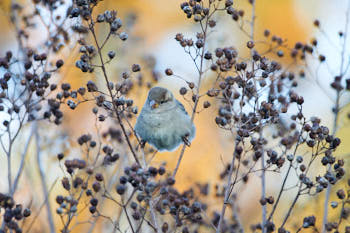 Oiseaux<br>NIKON D700, 420 mm, 1600 ISO,  1/320 sec,  f : 5.6 