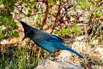 Oiseaux<br>NIKON D200, 125 mm, 100 ISO,  1/125 sec,  f : 8 