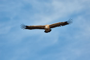 Rapaces<br>NIKON D200, 500 mm, 200 ISO,  1/1000 sec,  f : 5.6 