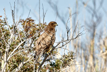 Rapaces<br>NIKON D200, 500 mm, 400 ISO,  1/1000 sec,  f : 6.3 