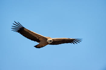 Rapaces<br>NIKON D700, 500 mm, 200 ISO,  1/1000 sec,  f : 5.6 