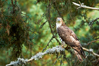 BondÈe apivore<br>NIKON D700, 500 mm, 2800 ISO,  1/250 sec,  f : 5 