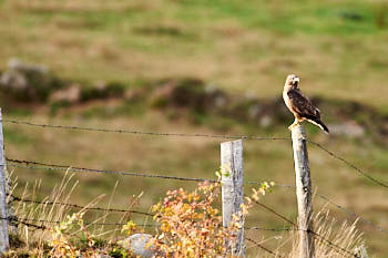 Rapaces<br>NIKON D700, 700 mm, 1400 ISO,  1/500 sec,  f : 6.3 