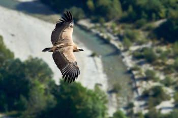 Vautour<br>NIKON D4, 500 mm, 450 ISO,  1/1250 sec,  f : 8 