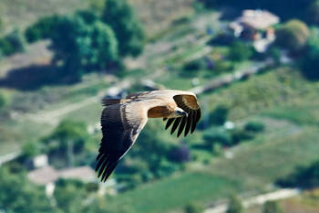 Vautour<br>NIKON D4, 500 mm, 720 ISO,  1/1250 sec,  f : 8 