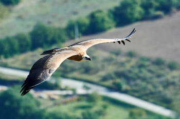 Vautour<br>NIKON D4, 500 mm, 800 ISO,  1/1250 sec,  f : 8 