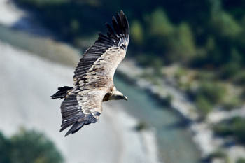 Vautour<br>NIKON D4, 700 mm, 500 ISO,  1/1250 sec,  f : 8 