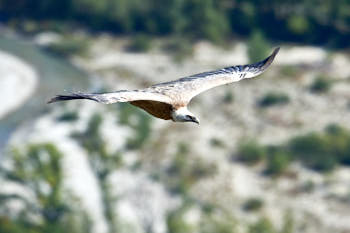 Vautour<br>NIKON D4, 700 mm, 400 ISO,  1/1250 sec,  f : 8 