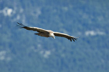 Vautour<br>NIKON D4, 700 mm, 450 ISO,  1/1250 sec,  f : 8 