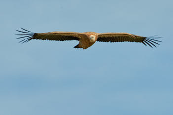 Vautour<br>NIKON D4, 700 mm, 180 ISO,  1/1250 sec,  f : 8 