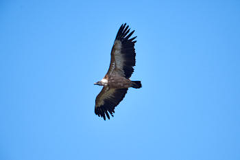 Rapaces<br>NIKON D4, 700 mm, 280 ISO,  1/1600 sec,  f : 6.3 