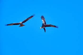 Rapaces<br>NIKON D4, 700 mm, 400 ISO,  1/2000 sec,  f : 6.3 