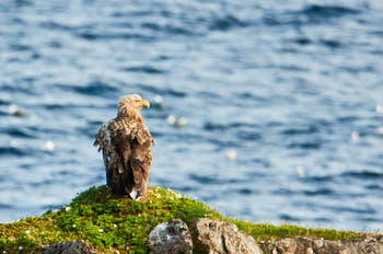 Rapaces<br>NIKON D300S, 850 mm, 720 ISO,  1/800 sec,  f : 10 