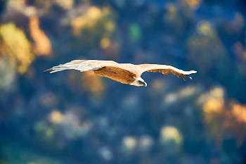 Rapaces<br>NIKON D4, 700 mm, 1250 ISO,  1/1600 sec,  f : 6.3 