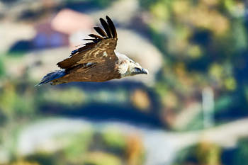 Rapaces<br>NIKON D4, 700 mm, 800 ISO,  1/1600 sec,  f : 6.3 